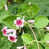 【道端の雑草】真似好きなヘクソカズラ？「カメレオン度」をまたまた追跡してみたら、やっぱり面白かった件