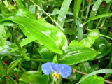 ツユクサの花に隠された、小さな秘密とは？身近な花に秘められた驚きの仕掛け