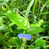 ツユクサの花に隠された、小さな秘密とは？身近な花に秘められた驚きの仕掛け