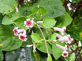 【9月の道端の雑草の花】またまた発見！酷い名を持つ「屁糞葛」の花を観察してみたら…思わぬ不思議が！