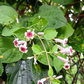 【9月の道端の雑草の花】またまた発見！酷い名を持つ「屁糞葛」の花を観察してみたら…思わぬ不思議が！
