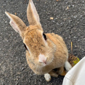 観光にぴったり！まさに「楽園」な【うさぎ島】