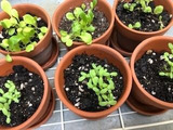 並べてかわいい「ミニ菜園」風
