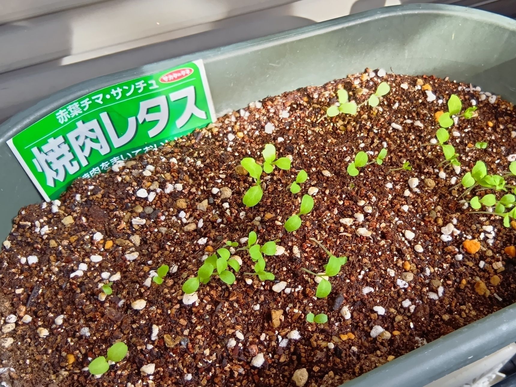 かわいい双葉が出てきました！ 