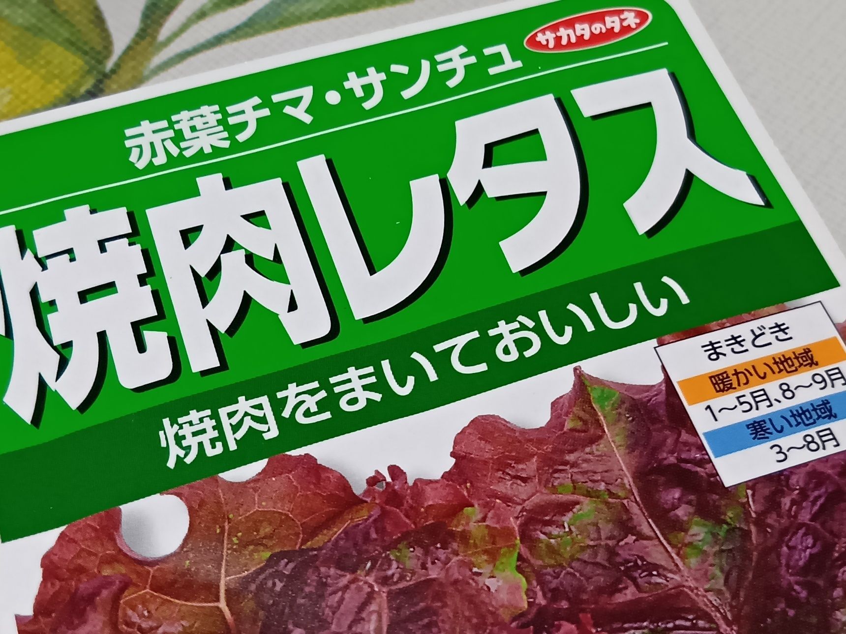 物価高の節約術！チマサンチュの種を愛用中！今年は「赤葉チマ・サンチュ」に挑戦！