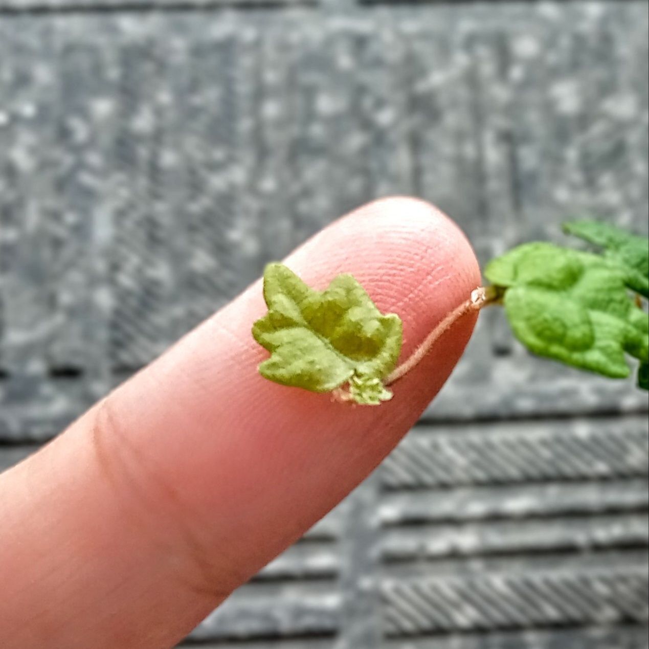 【無印良品】こんな観葉植物観たことない！