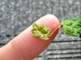 【無印良品】こんな観葉植物観たことない！