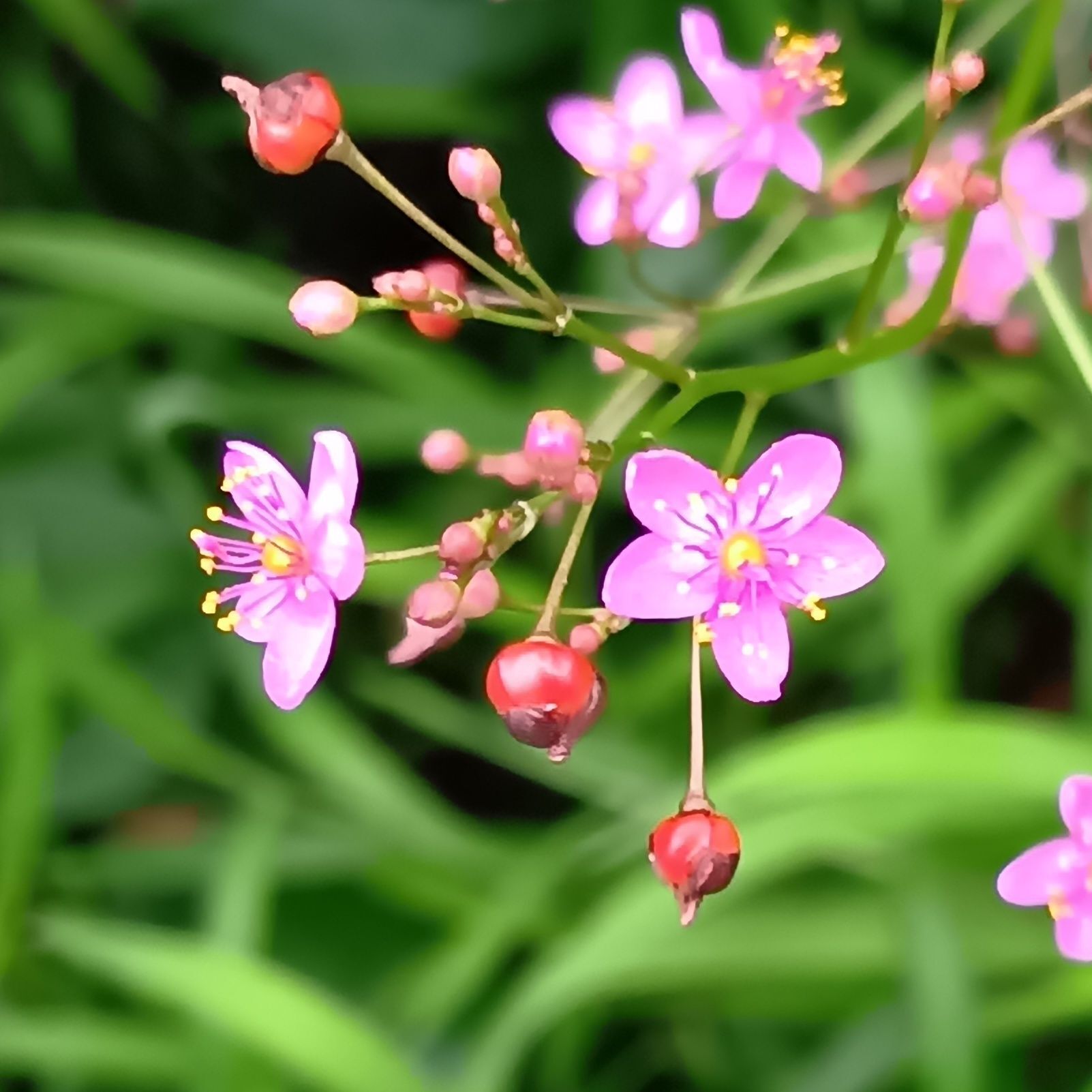 1. この植物は「ハゼラン（爆蘭）」
