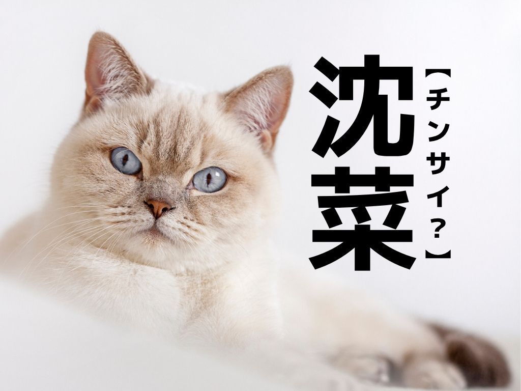 【沈菜】なんて読む？「チンサイ」ではありませんよ！【読めそうで読めない漢字クイズ】