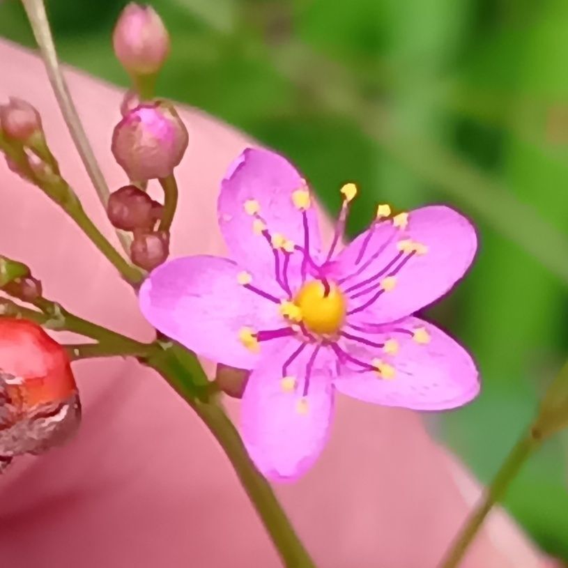 3. 花言葉は「真心」「永遠にあなたのもの」