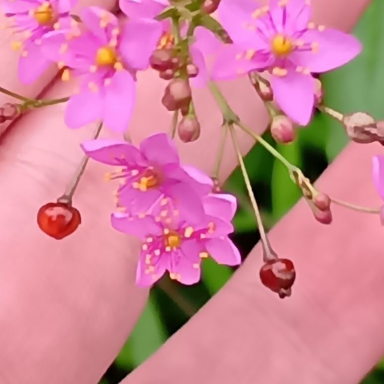 4. 花が終わると実がつきます