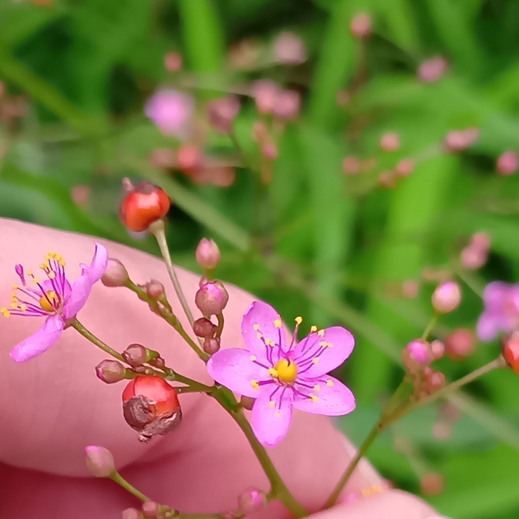 やっぱりかわいい！つい見ちゃう〜！別名「花火草」のハゼランは不思議がいっぱい