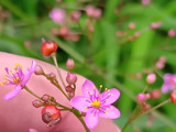 やっぱりかわいい！つい見ちゃう〜！別名「花火草」のハゼランは不思議がいっぱい