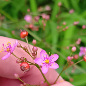 やっぱりかわいい！つい見ちゃう〜！別名「花火草」のハゼランは不思議がいっぱい
