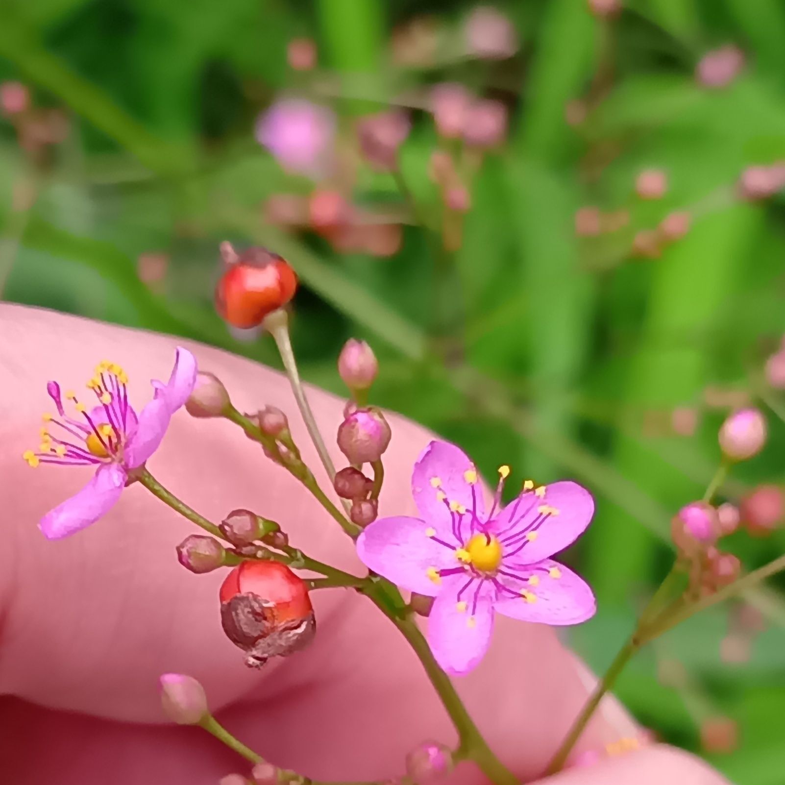 2. 一番おもしろい別名は「三時草」！