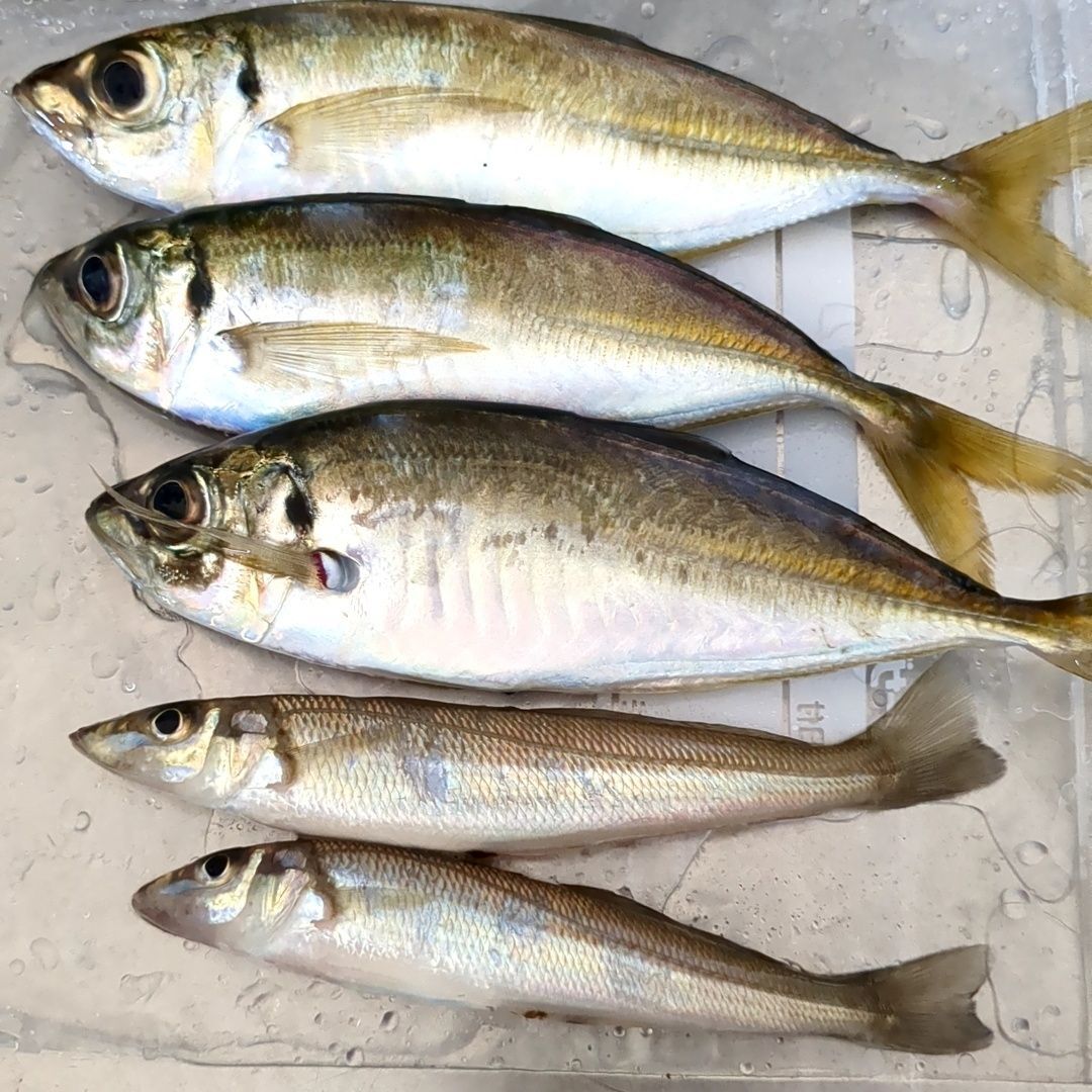 4. 釣果です！