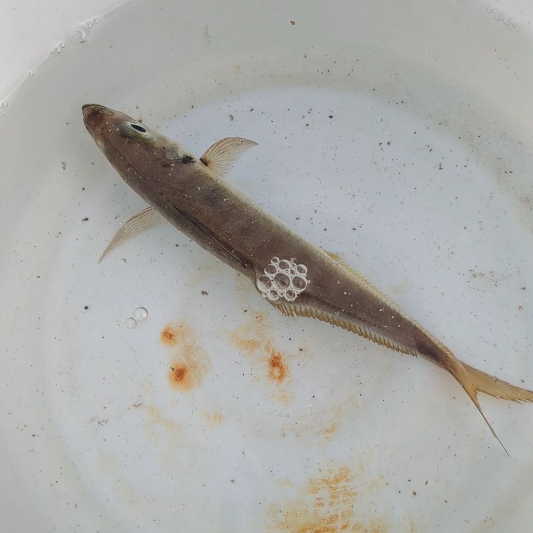 2. アジが釣れました！
