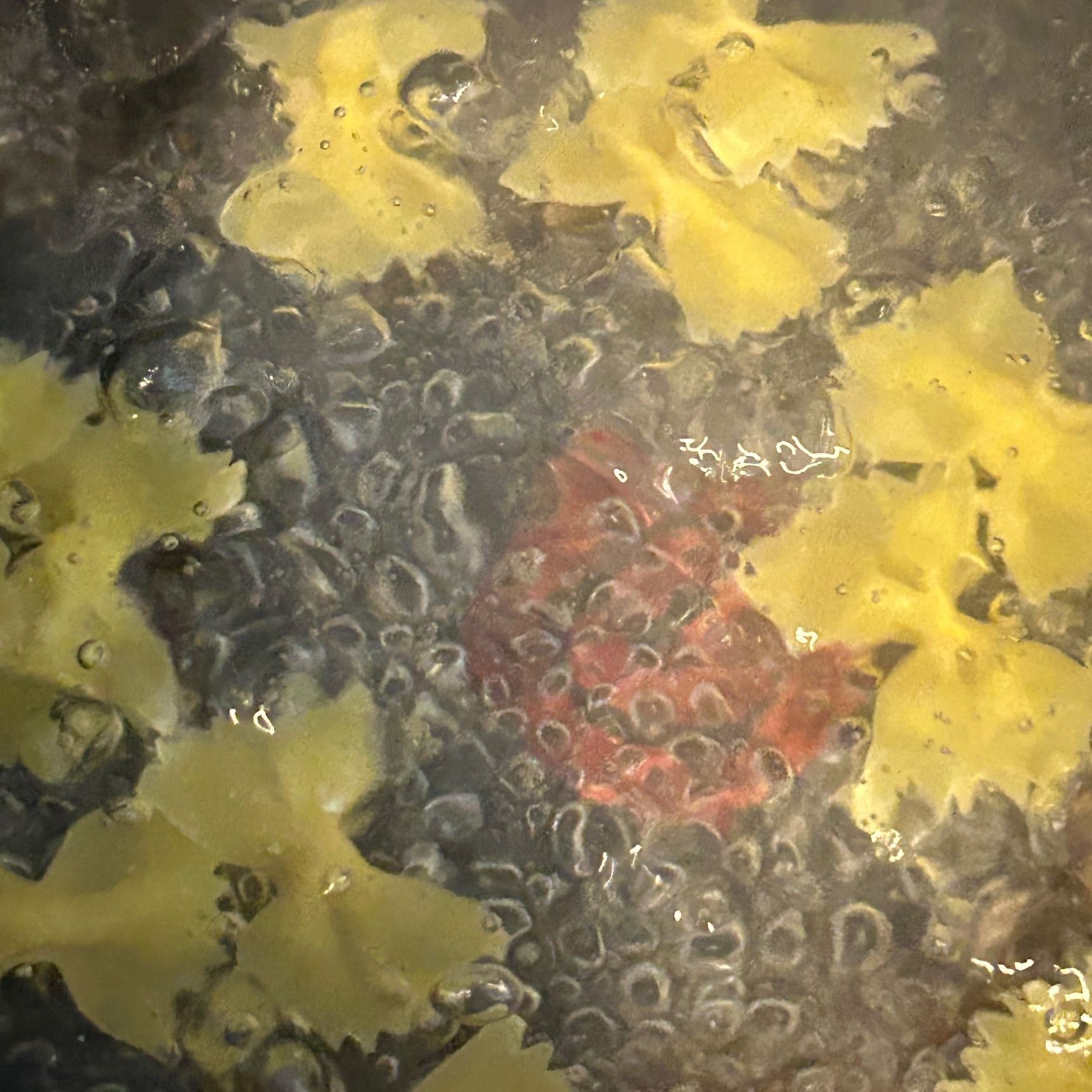 ①ファルファッレ半量を茹でます