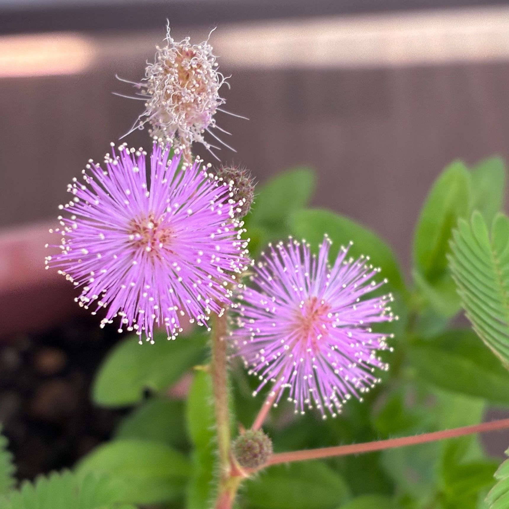 金平糖みたいで可愛い！オジギソウの花が咲きました