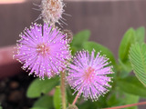金平糖みたいで可愛い！オジギソウの花が咲きました