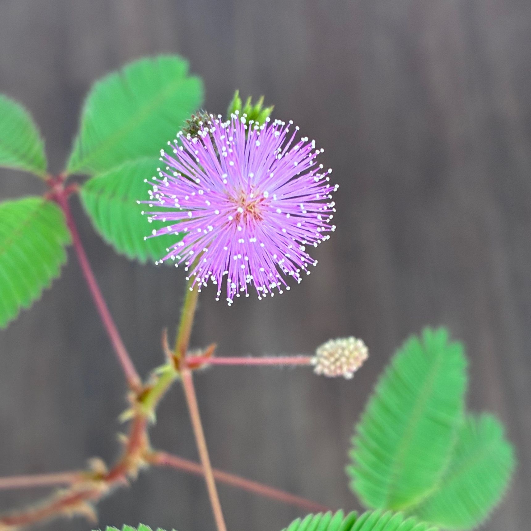 山椒のような蕾が花開くと金平糖のような可愛い花が咲きました