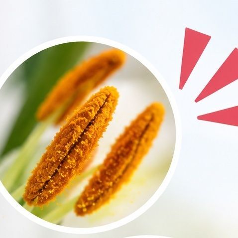 6. 小さなひと手間で、きれいなユリを楽しむ