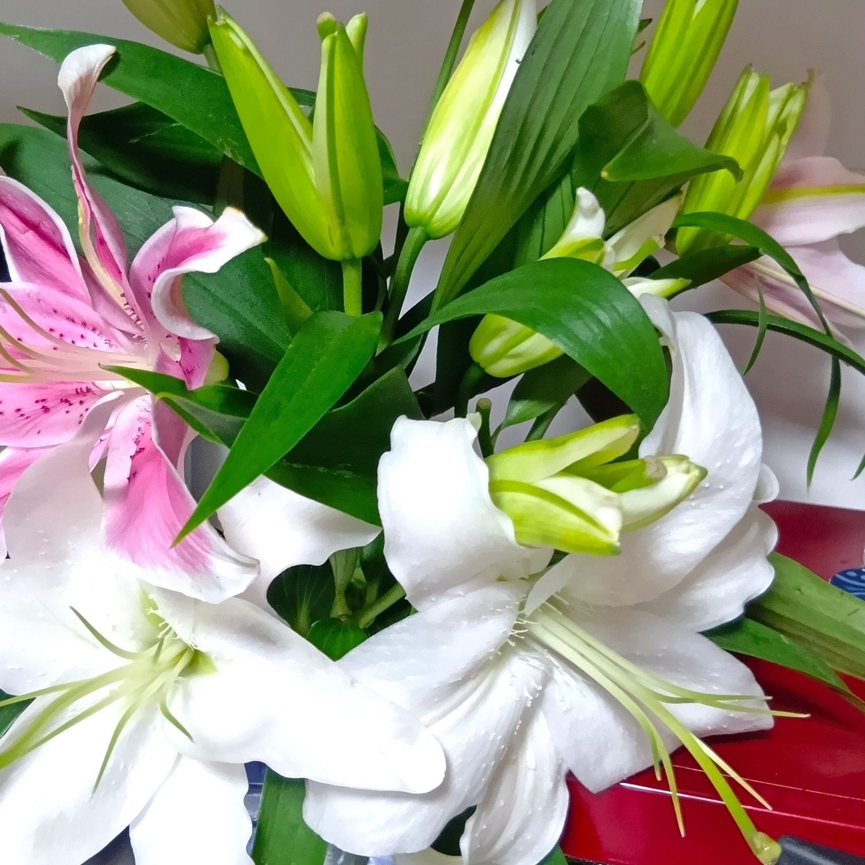 1. この植物は「ユリ」。そもそも、どんな花？