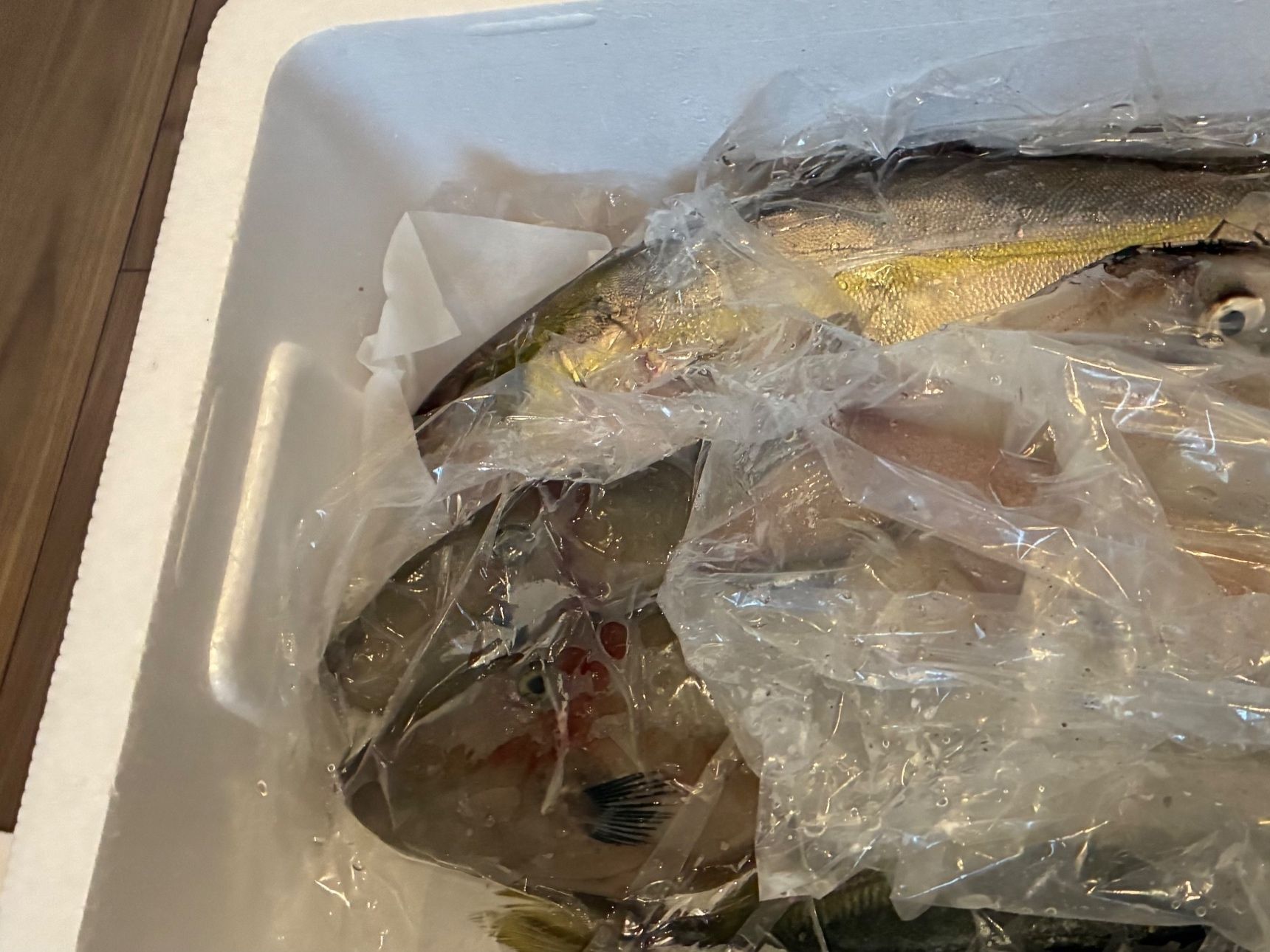 「ギョギョギョッの人」と朝ドラヒロインを混同する妻。ジェジェ……。【天然魚考】