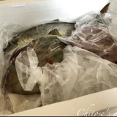 立派な魚がこんなに！家族で協力してさばきました【天然魚クエスト】