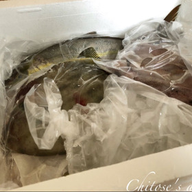 立派な魚がこんなに！家族で協力してさばきました【天然魚クエスト】
