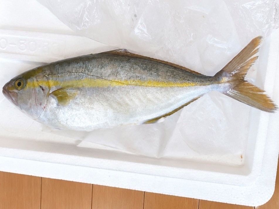 8. カンパチと思われる魚