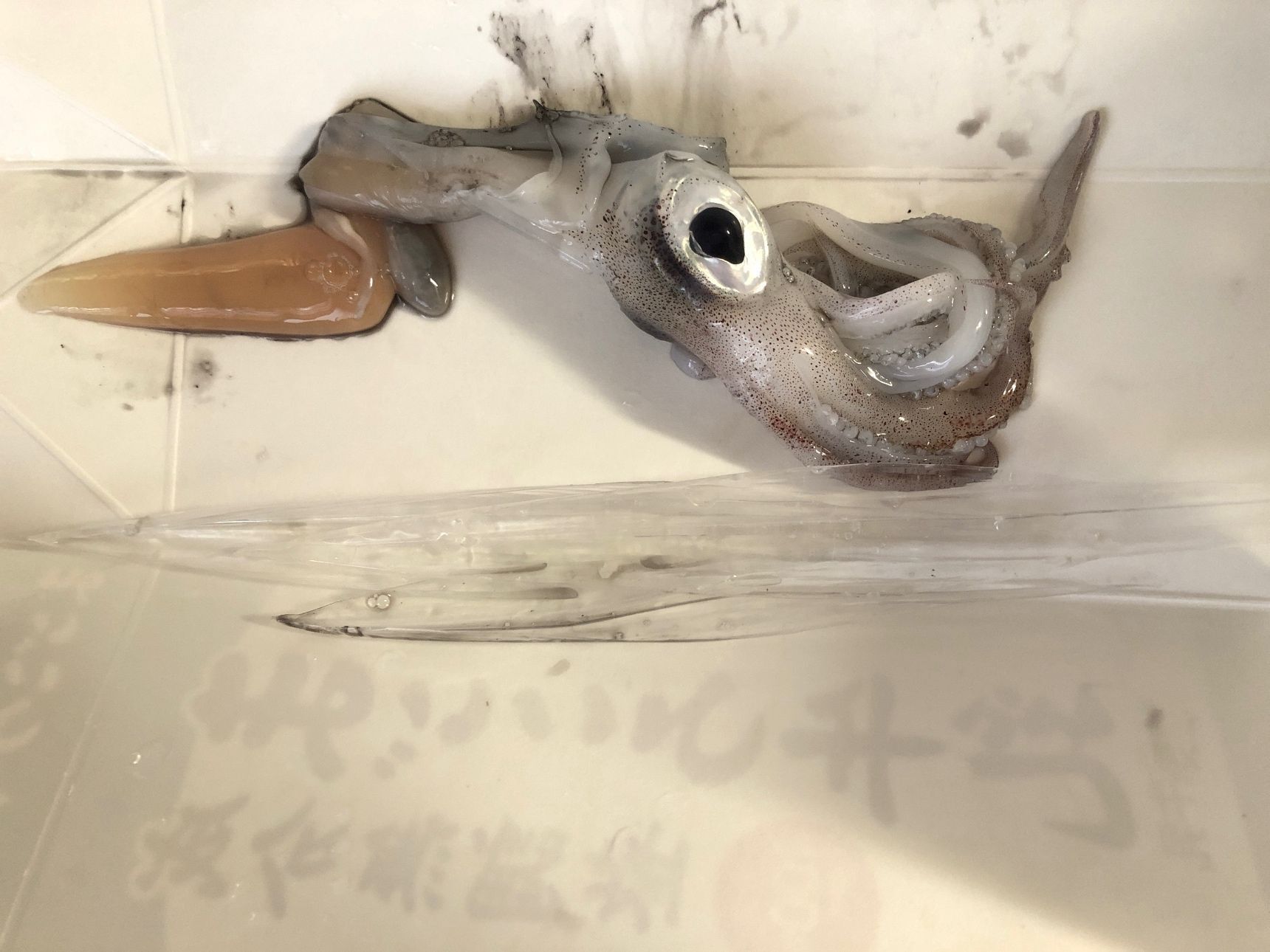 6. イカの内臓と軟骨を取る