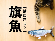 【旗魚】なんて読む？「はたぎょ…」ではなく、みんながよく知る魚の名前です！【漢字クイズ】