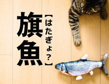 【旗魚】なんて読む？「はたぎょ…」ではなく、みんながよく知る魚の名前です！【漢字クイズ】