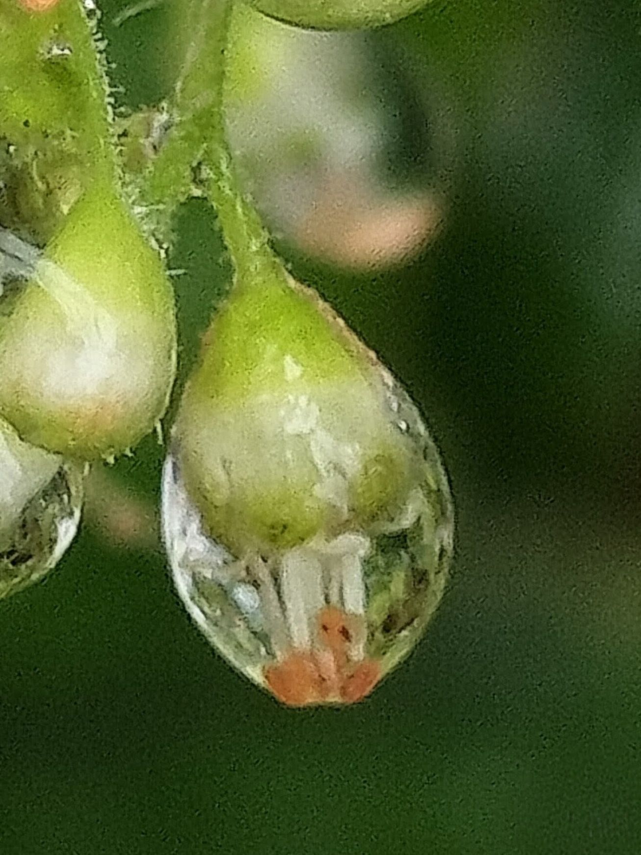 この花、ご存知ですか？一雫のサンゴのガラス細工のよう！