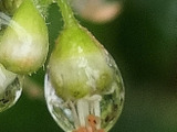 この花、ご存知ですか？一雫のサンゴのガラス細工のよう！