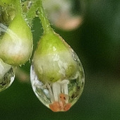 この花、ご存知ですか？一雫のサンゴのガラス細工のよう！
