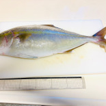 天然魚クエスト日本海の島根県浜田市から届きました。早速下ごしらえ