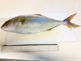 天然魚クエスト日本海の島根県浜田市から届きました。早速下ごしらえ
