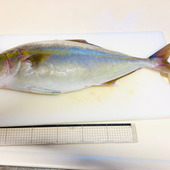 天然魚クエスト日本海の島根県浜田市から届きました。早速下ごしらえ