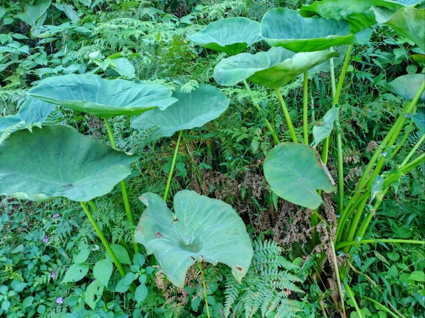 私の実家の里芋の様子です(笑)