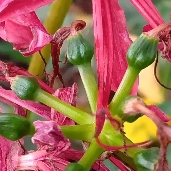 ところが、花が終わった後をよく観察すると、花茎の先に緑色の丸い果実のようなものが膨らんでいることがあります。