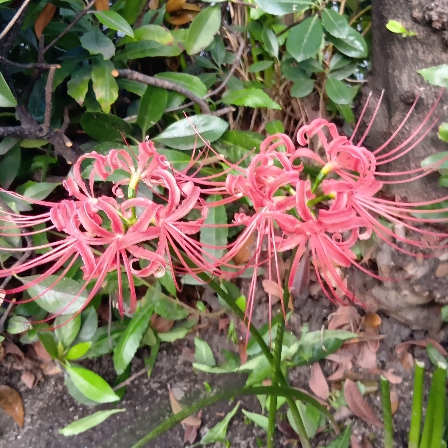 この植物は『ヒガンバナ（彼岸花）』