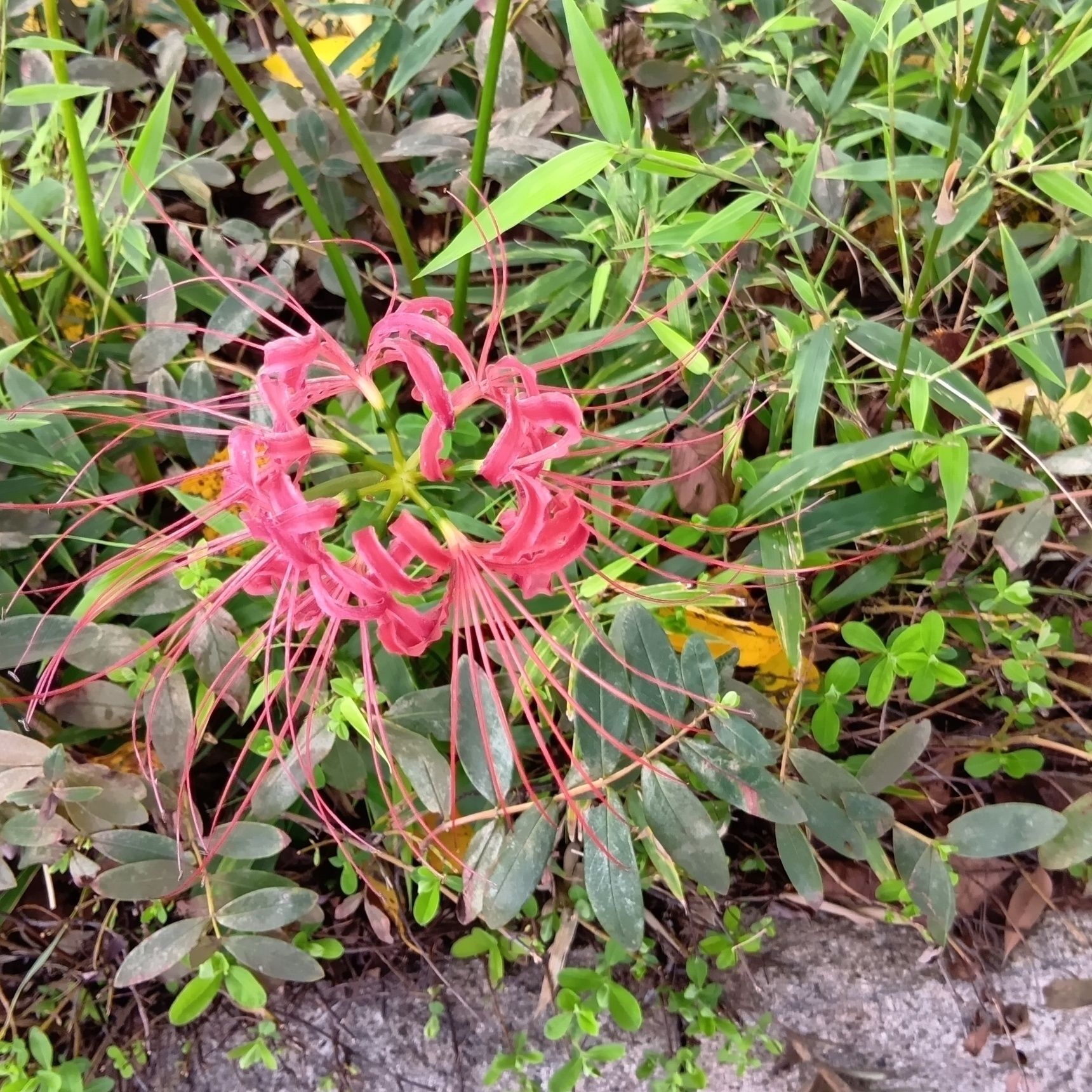こちらは、公園に開花していたヒガンバナ！