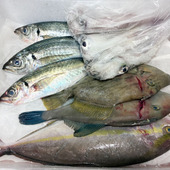 【天然魚クエスト】鮮度抜群の贅沢がやってきた！ お刺身尽くしとアラまで味わう絶品献立 