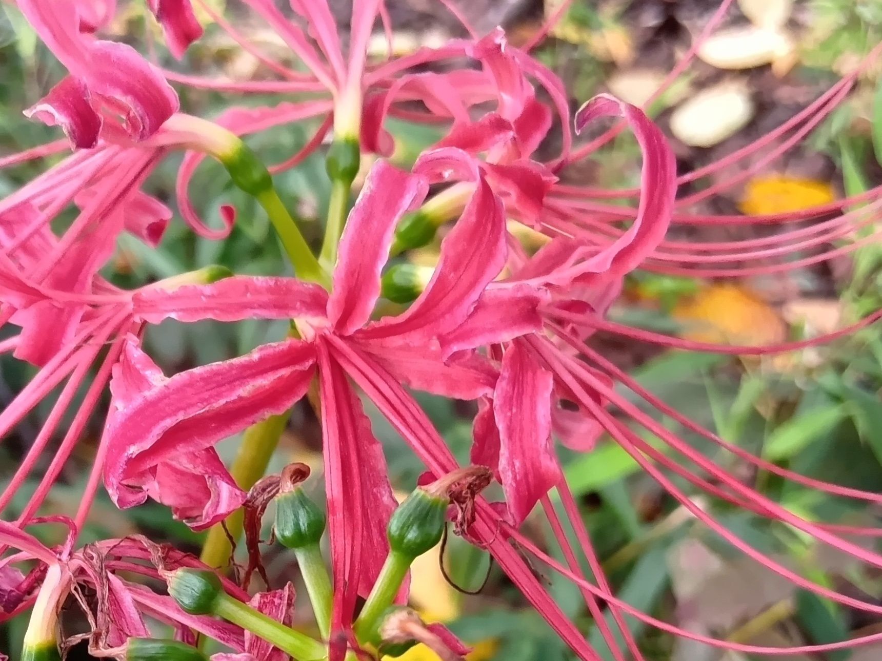 そして、ヒガンバナの大きな特徴が、花と葉を同時に見ることができないこと！