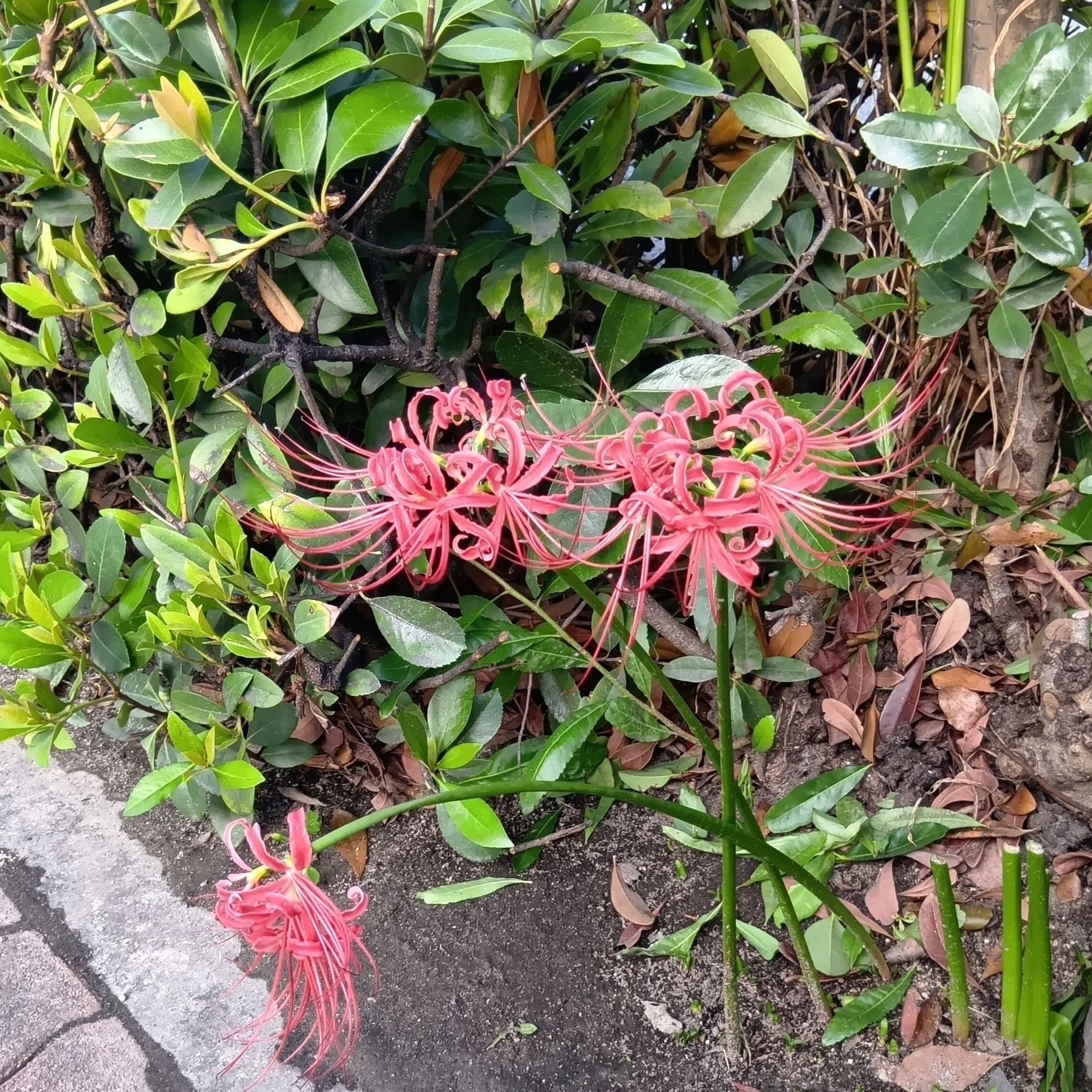 でわ、なぜ、雑草化できているのか？