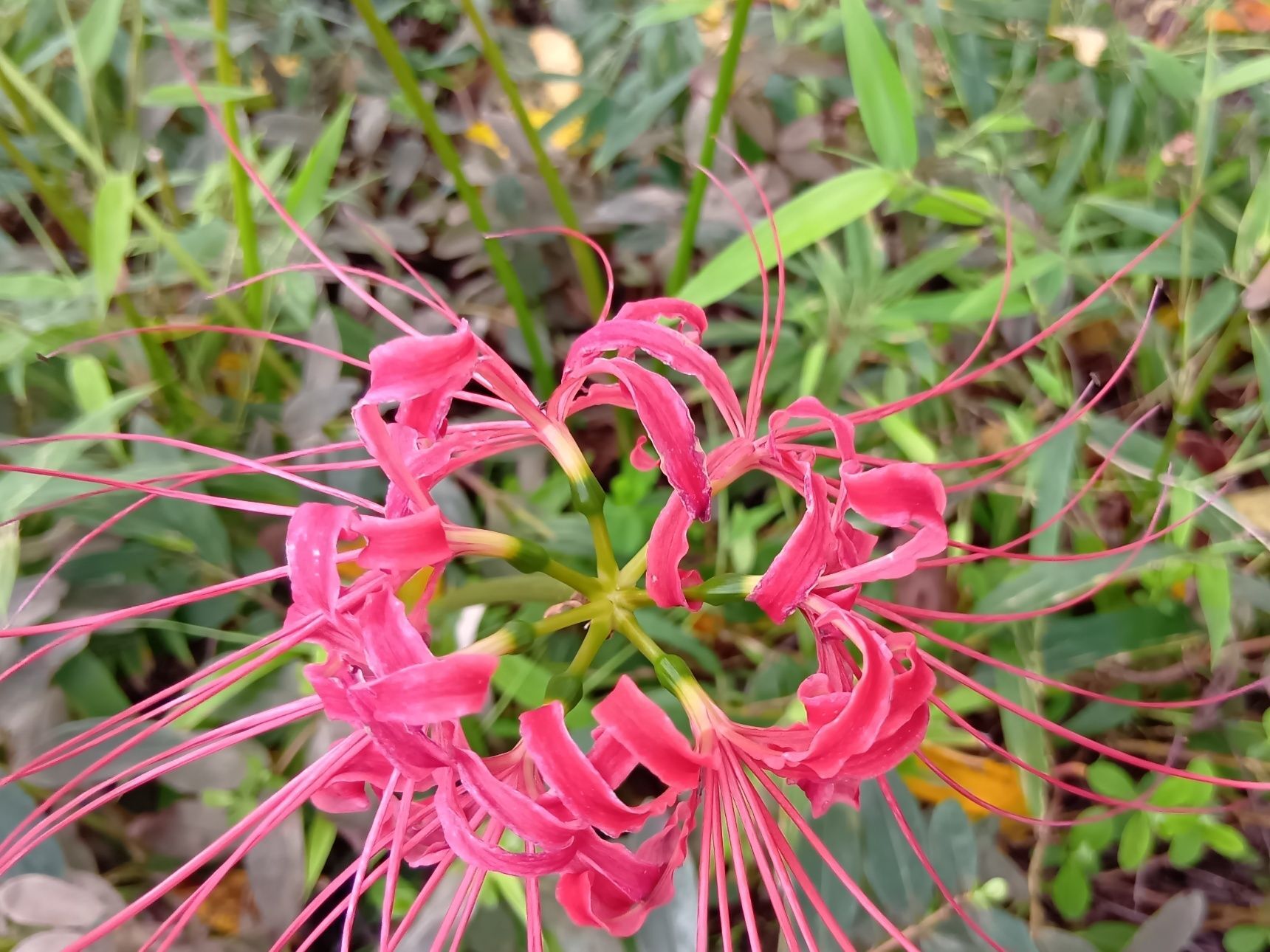 でもね、１０月のはじめでも、開花していますよ～！