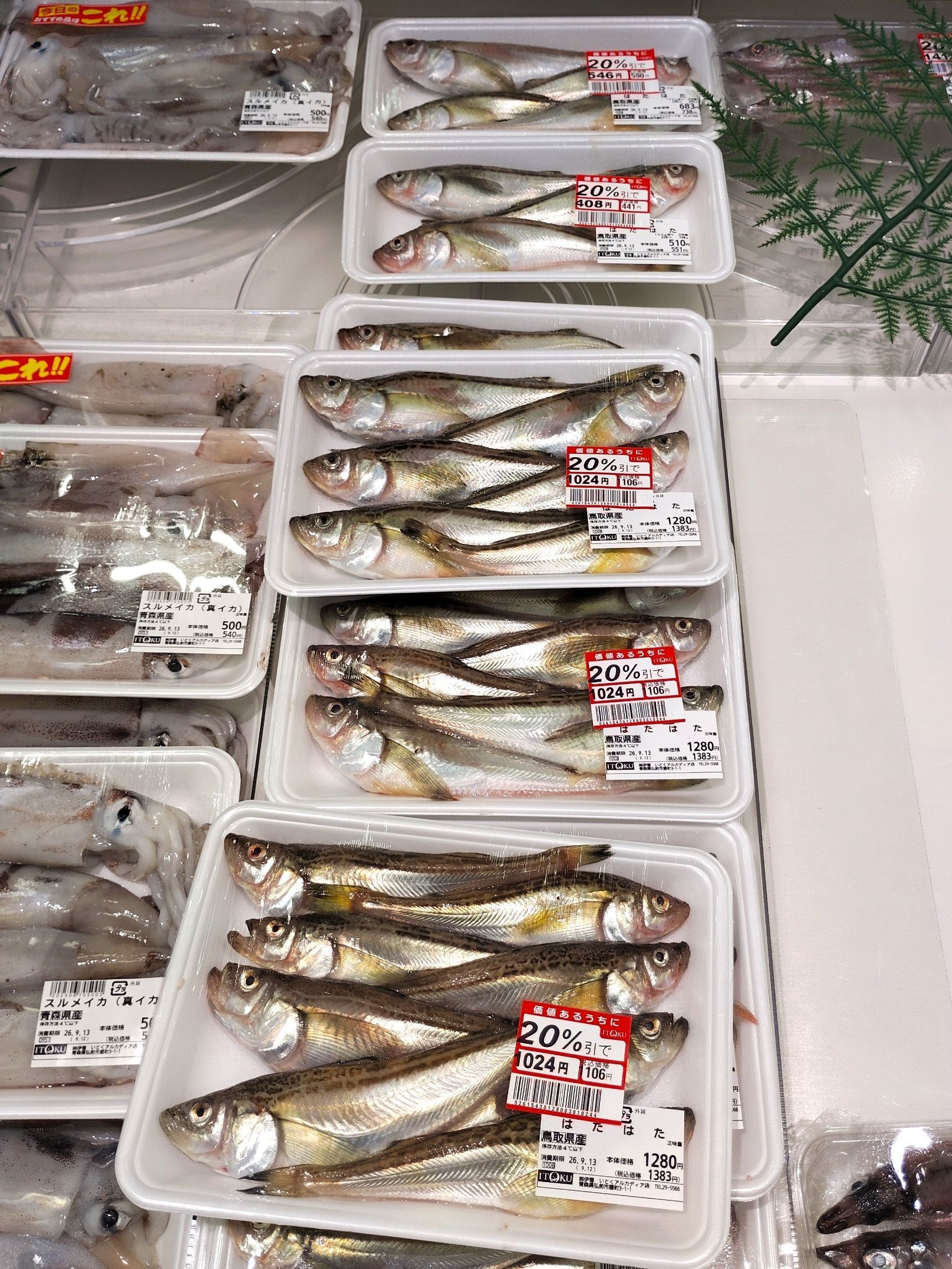 【天然魚クエストに参加中】天然魚について考える