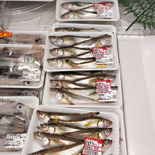 【天然魚クエストに参加中】天然魚について考える